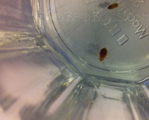 Adult bed bug in a drinking glass