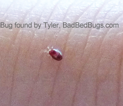 Baby bedbug full of blood Baby bedbug full of blood