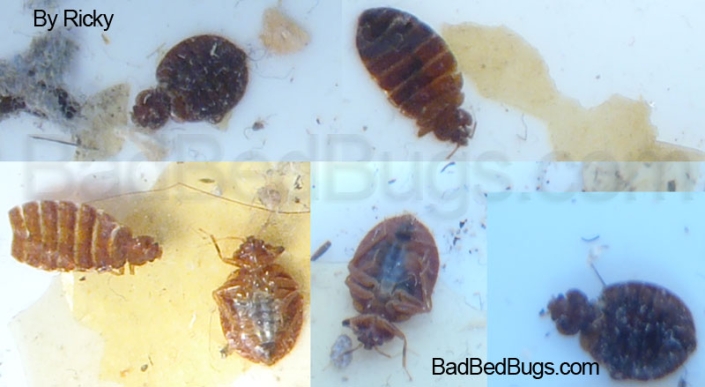 Different shaped bedbugs shown next to each other