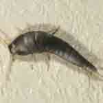 This is a silverfish, not a bed bug