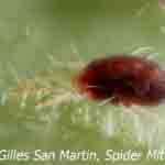 Spider mite by Gilles San Martin