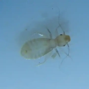 Translucent bed bug nymph under microscope.