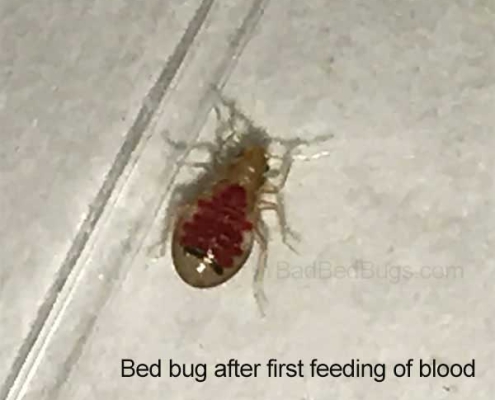 This is what a bed bug looks like after the first feeding of blood.